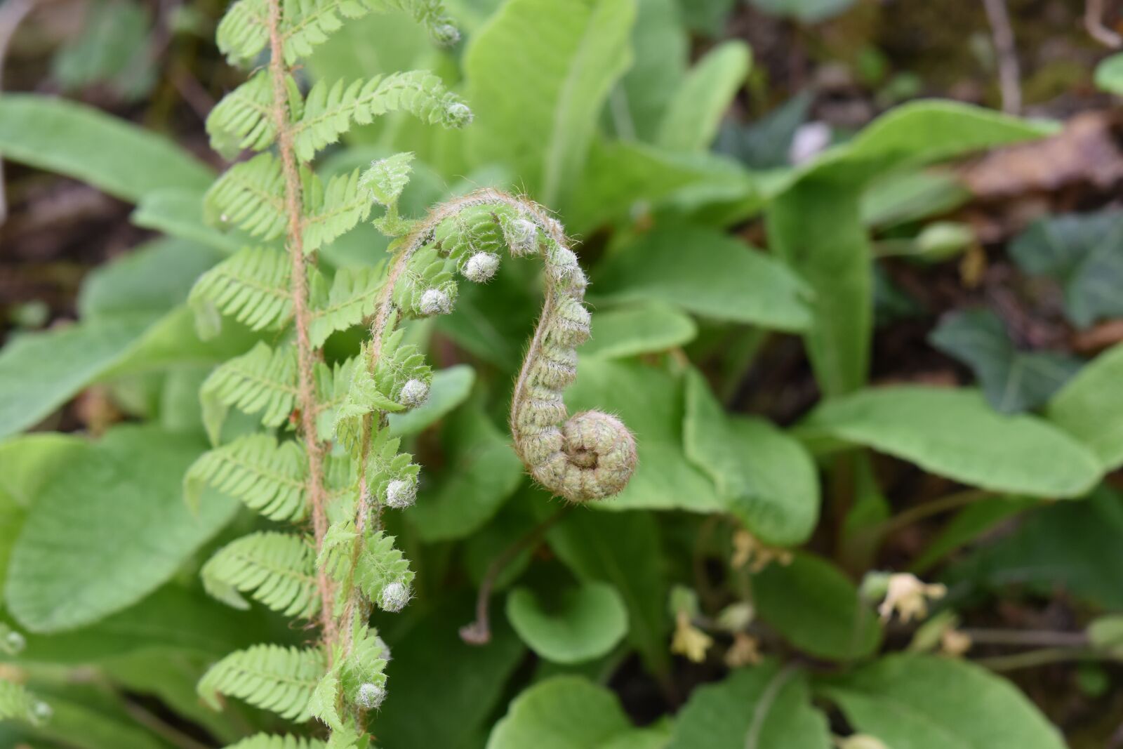 Nikon D5600 sample photo. Ferns, plants botanical, wild photography
