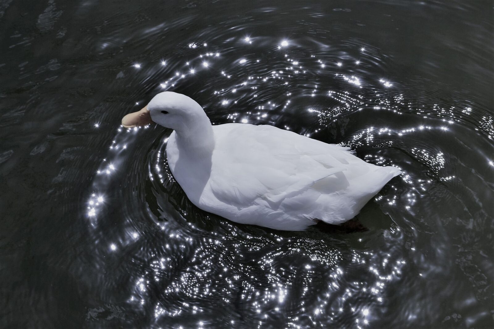 Nikon D3100 sample photo. White duck, swan, water photography