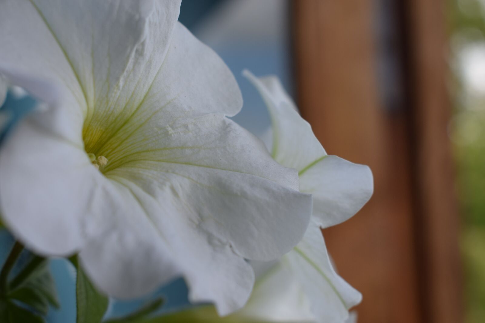 Nikon D3300 sample photo. Flower, summer, nature photography