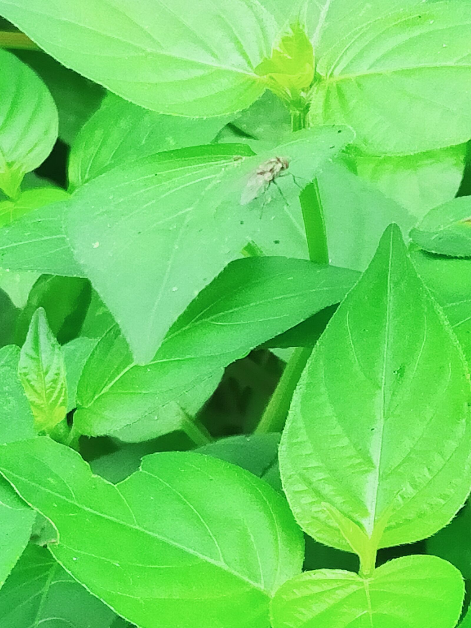 OPPO A9 2020 sample photo. Leaf, bright, green photography