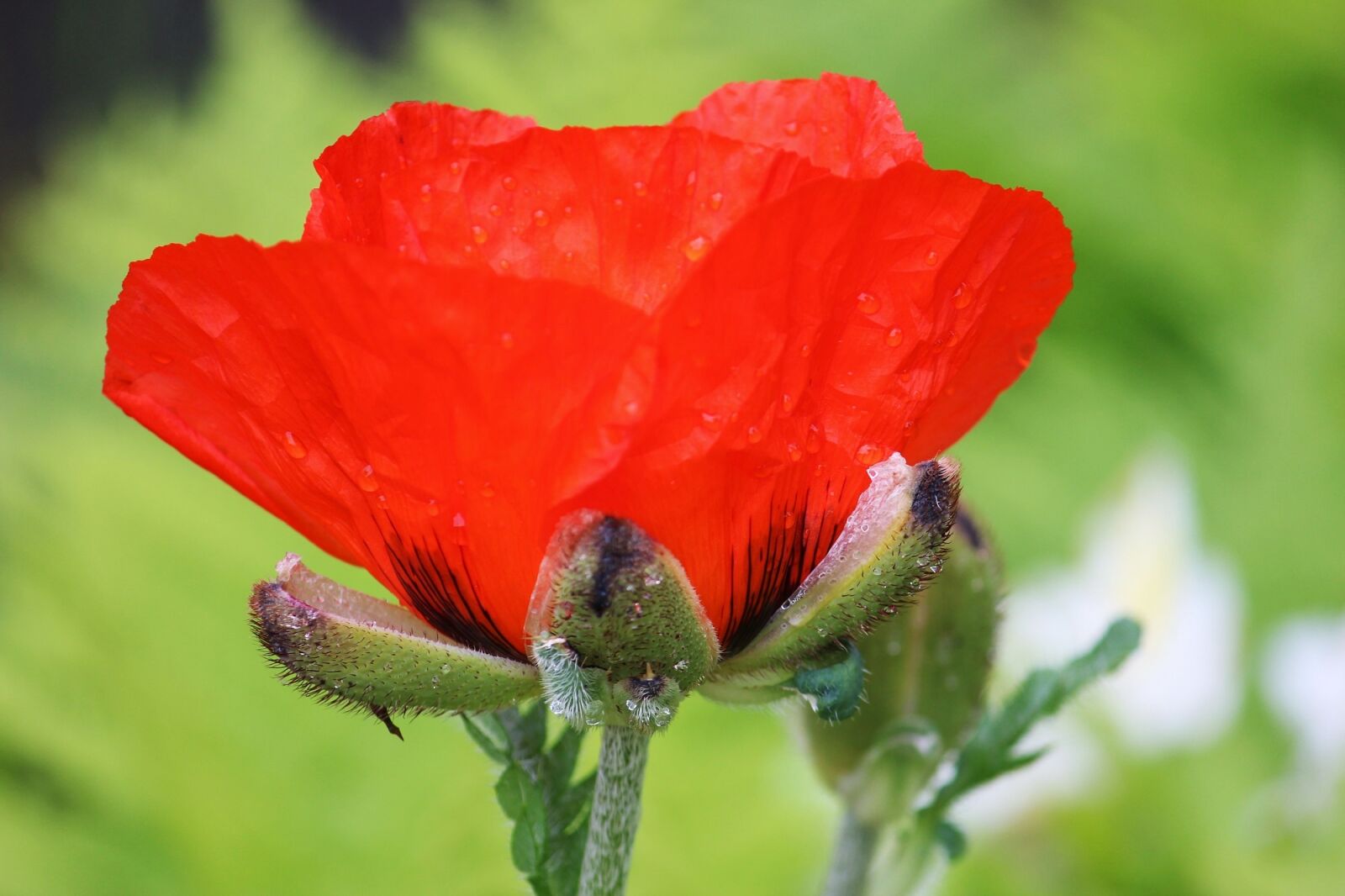 Canon EF-S 55-250mm F4-5.6 IS II sample photo. Poppy, red, large photography