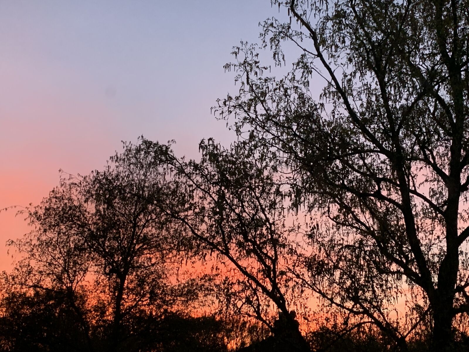 iPhone XS back dual camera 4.25mm f/1.8 sample photo. Orange, tree, sunset photography