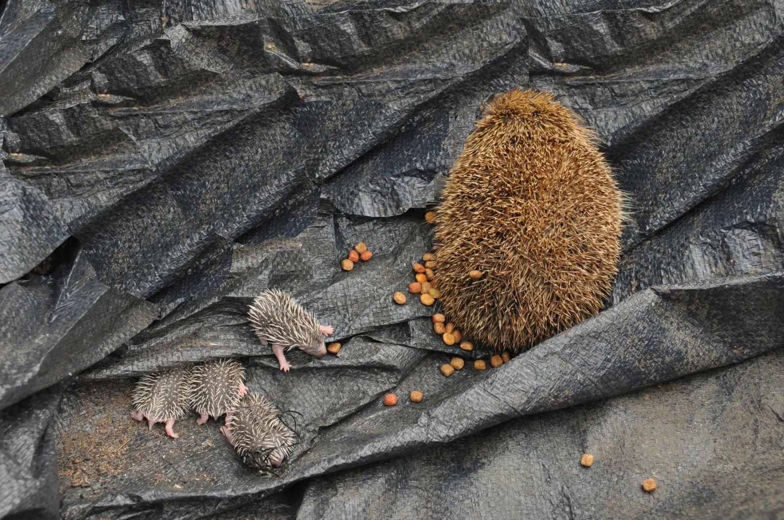 Nikon D90 sample photo. Babies, hedgehog, animals photography