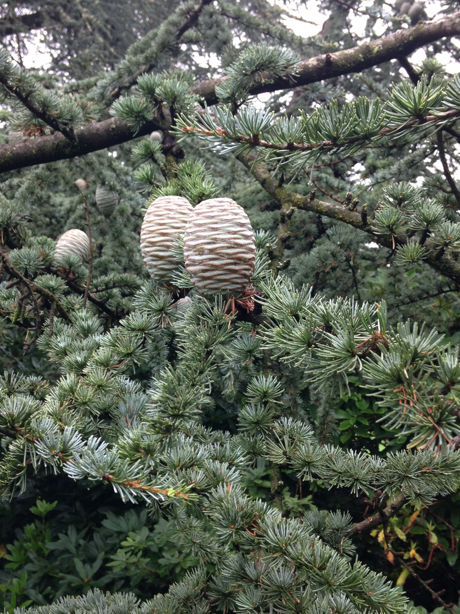 iPhone 5c back camera 4.12mm f/2.4 sample photo. Fir tree, tap, cedar photography