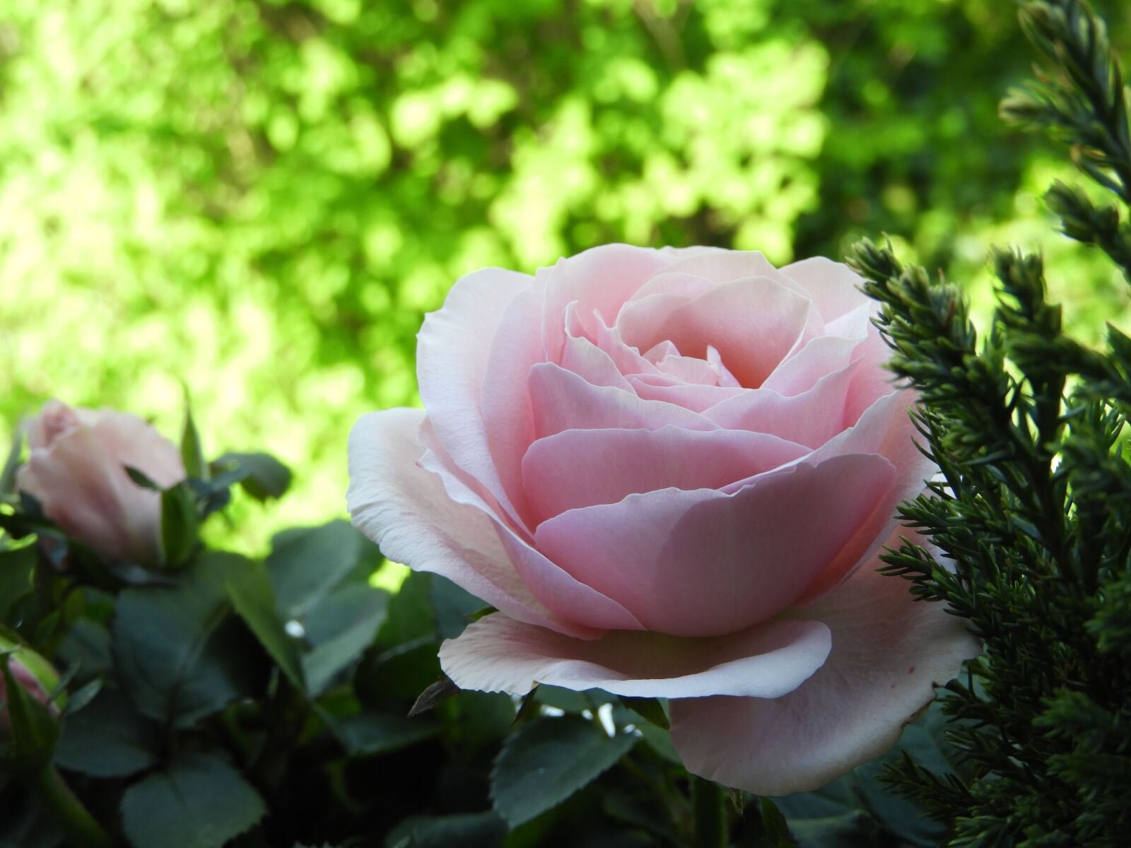 Nikon Coolpix B700 sample photo. Rose, pink, blossom photography