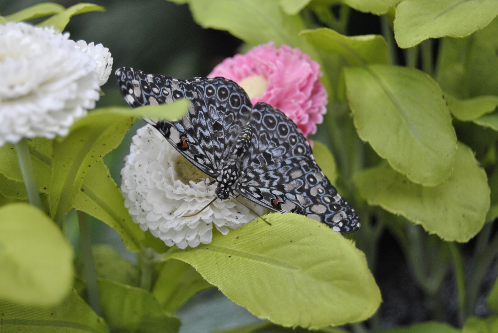 Nikon D3000 sample photo. Butterflies, insects, nature photography
