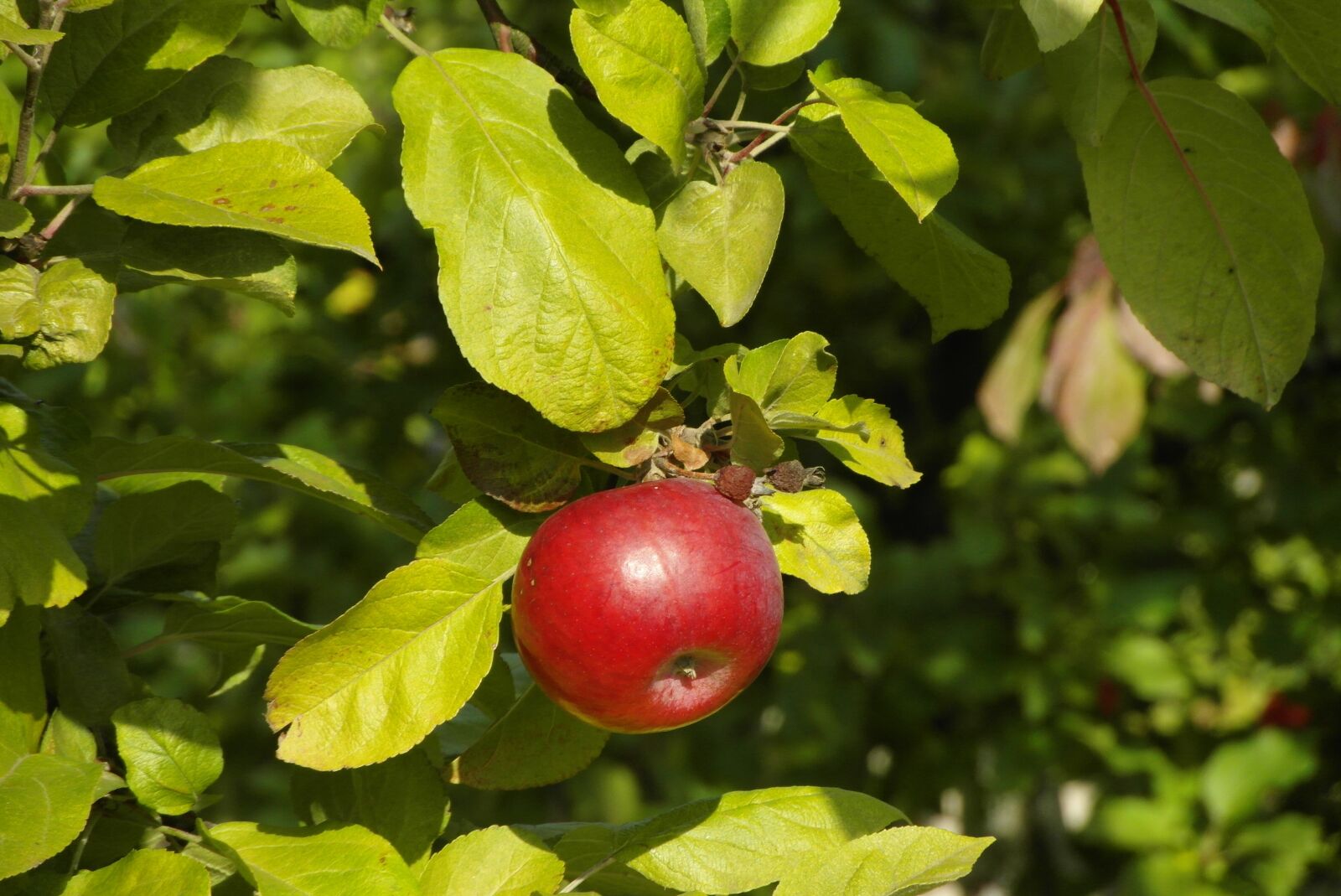 Samsung WB750 sample photo. Apple, red, garden photography