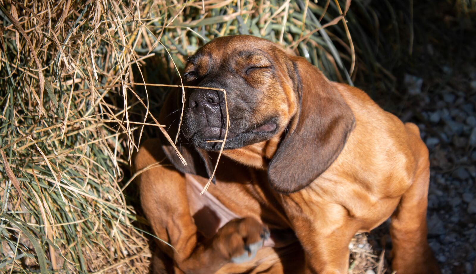 Canon EOS 200D (EOS Rebel SL2 / EOS Kiss X9) sample photo. Dog, small, dog puppy photography