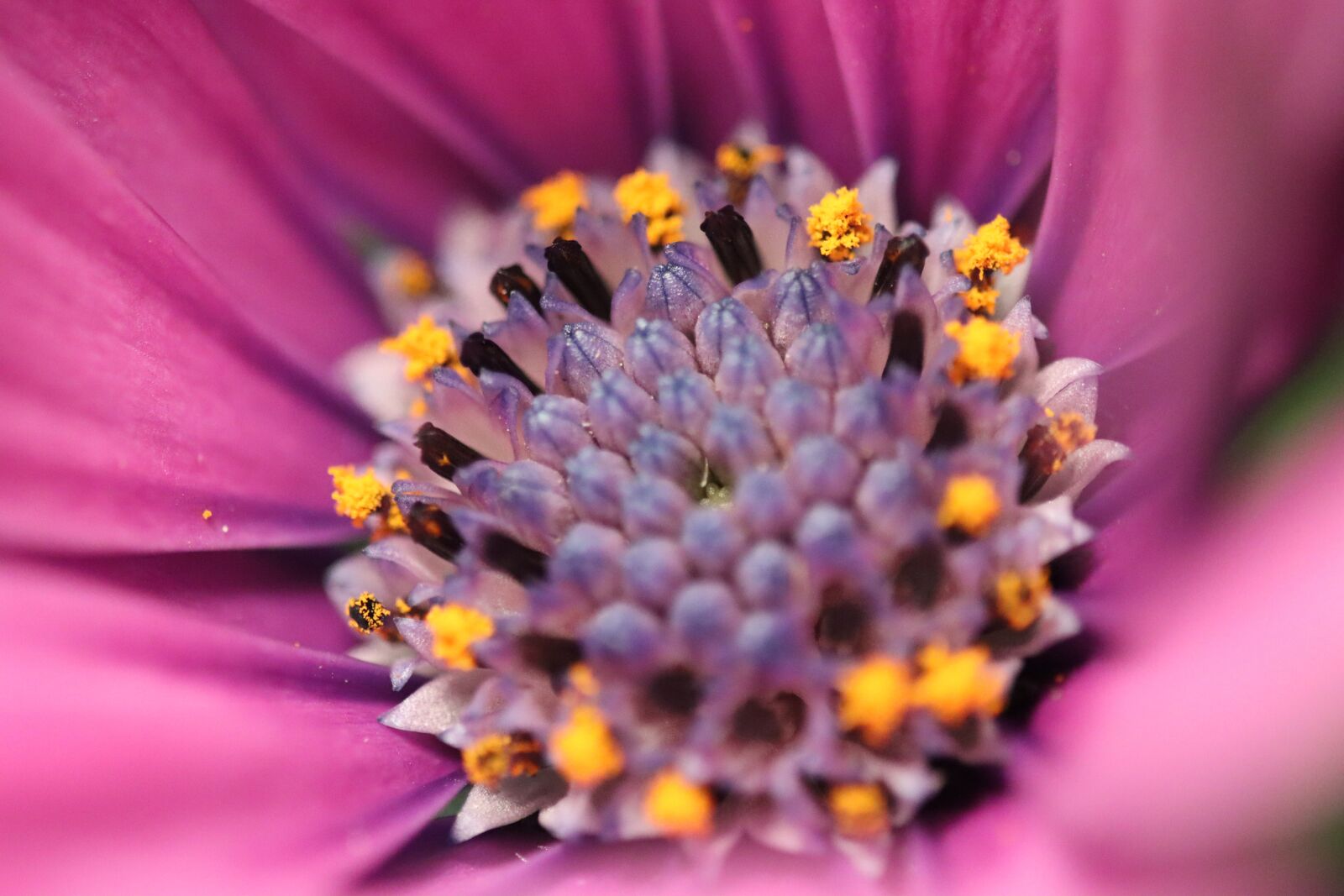 Canon EOS 90D sample photo. Flower, blossom, bloom photography