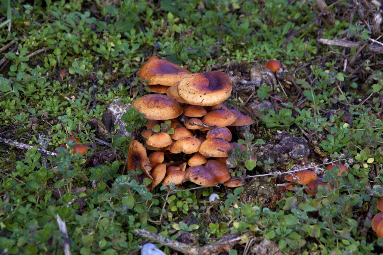 Nikon D3200 sample photo. Mushrooms, nature, campaign photography