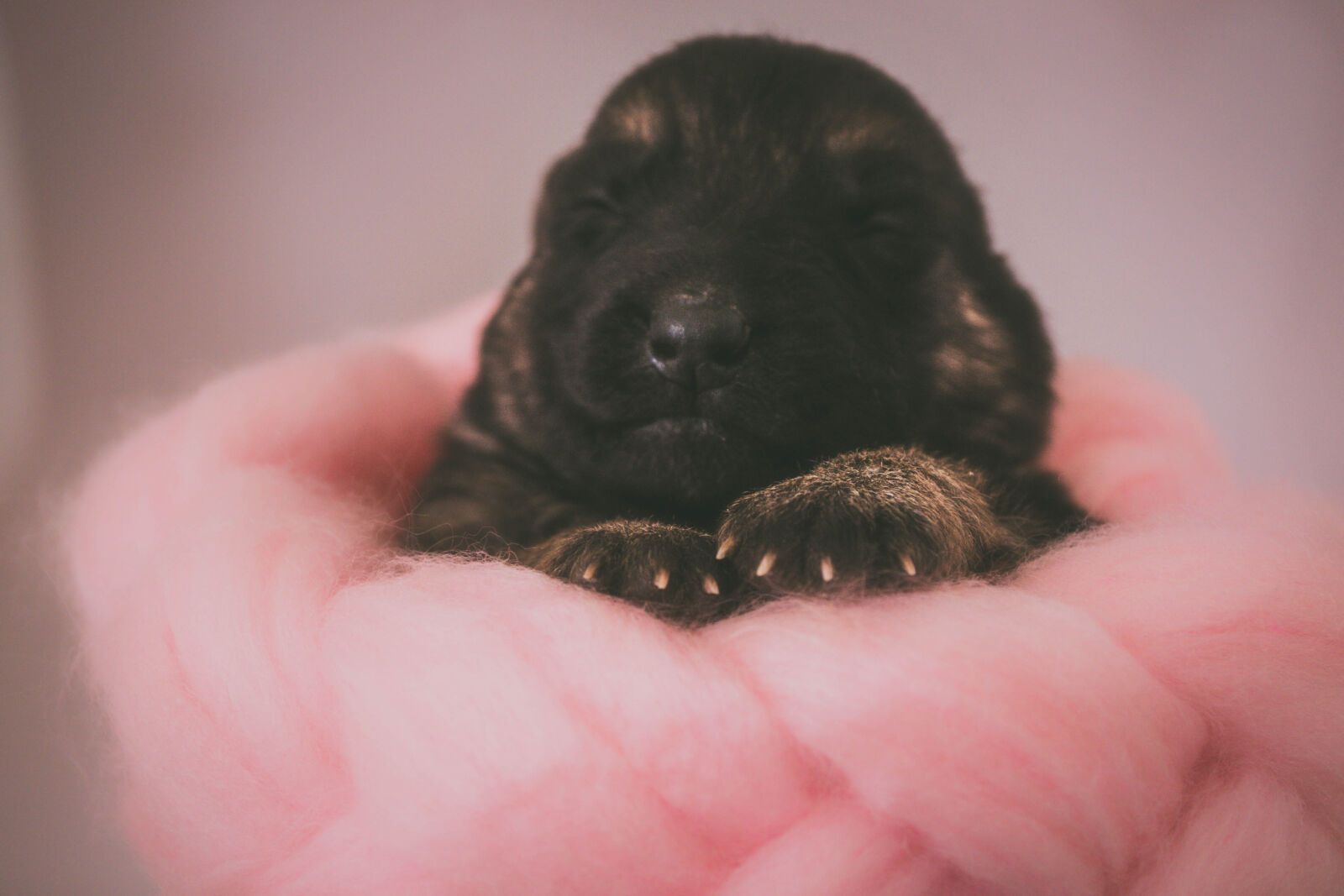 Nikon D3100 sample photo. Black, blur, cute, fluffy photography