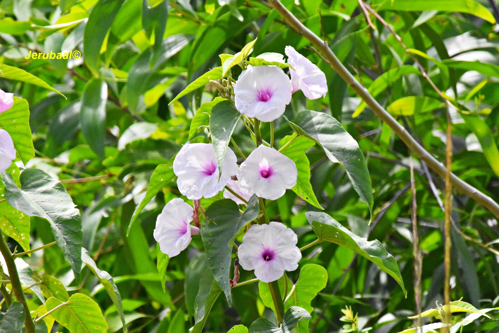 Nikon D7200 sample photo. India, flowers, blossom photography