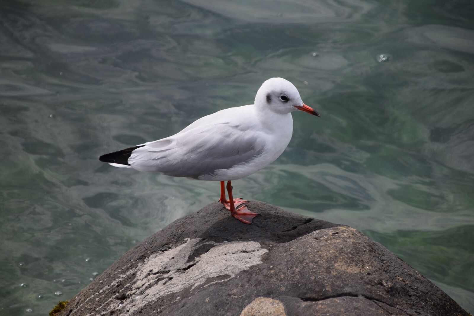 Nikon D5300 sample photo. Nature, lake, switzerland photography