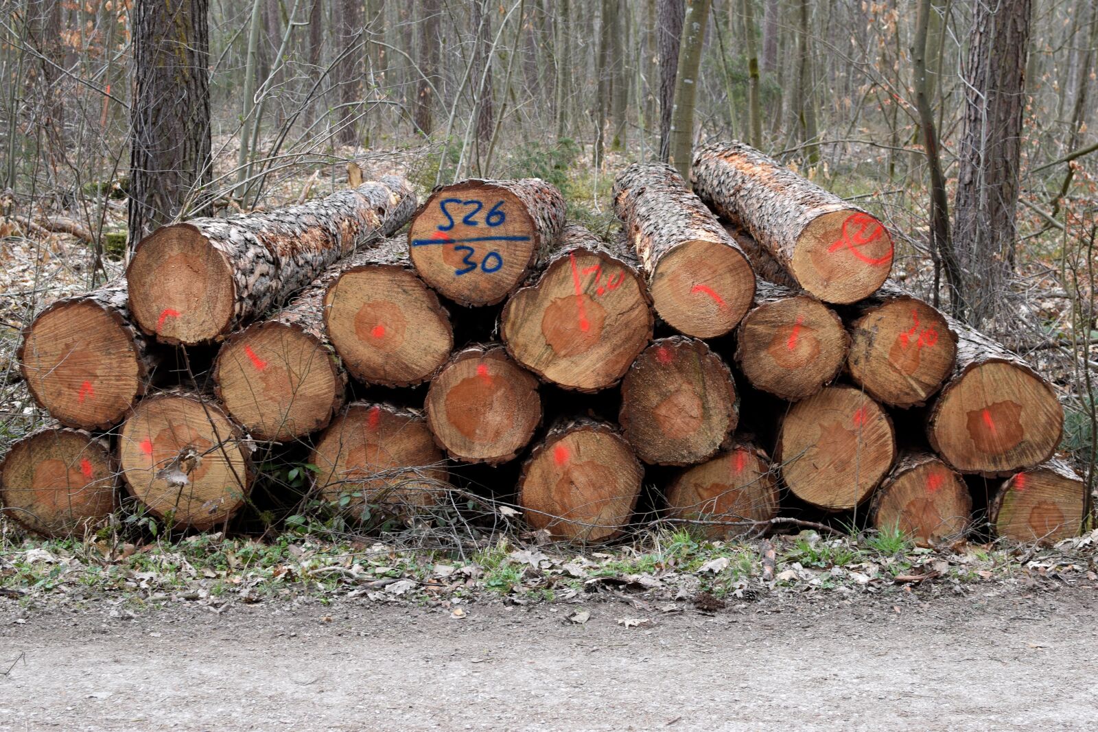 Nikon D5300 sample photo. Tree stack, saw, forest photography