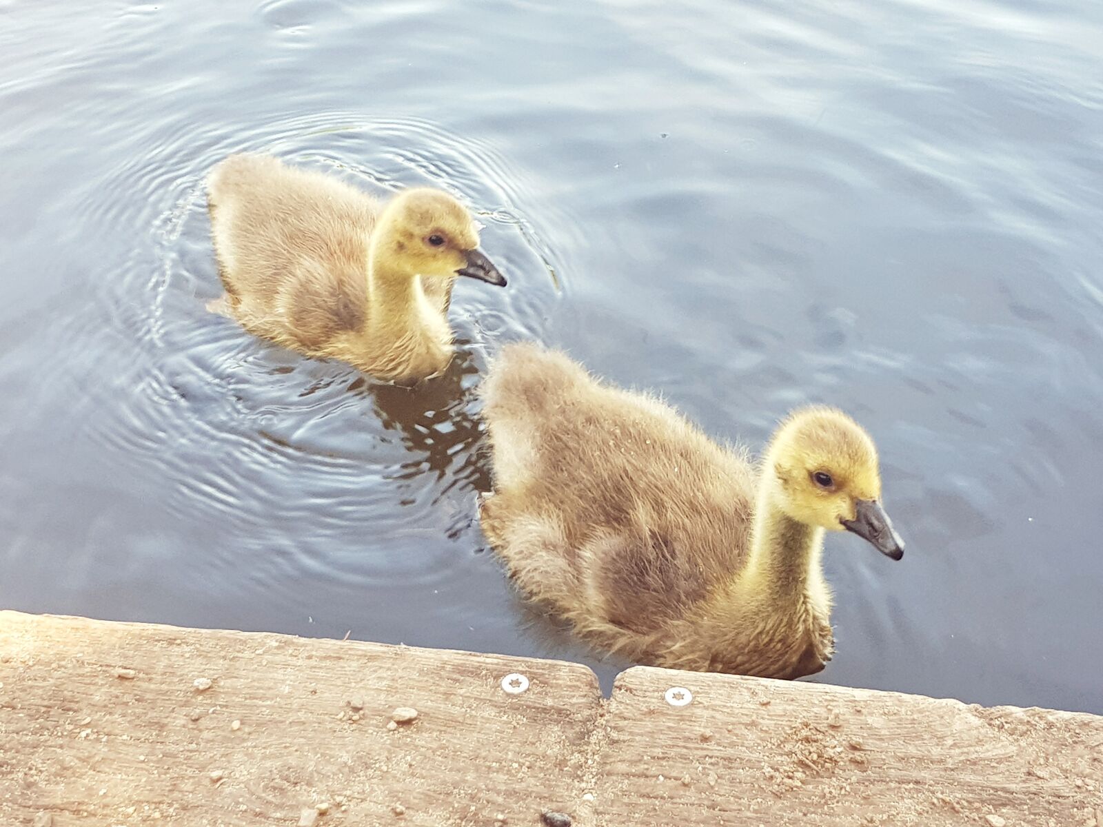 Samsung Galaxy S8 sample photo. Canada goose, chicks, water photography