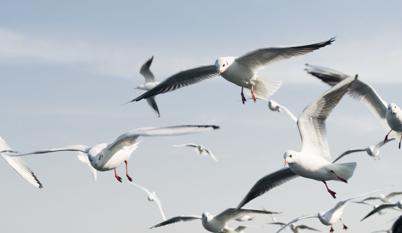 Sony a6300 + Sony Vario-Tessar T* E 16-70mm F4 ZA OSS sample photo. Seagulls, birds, blue photography