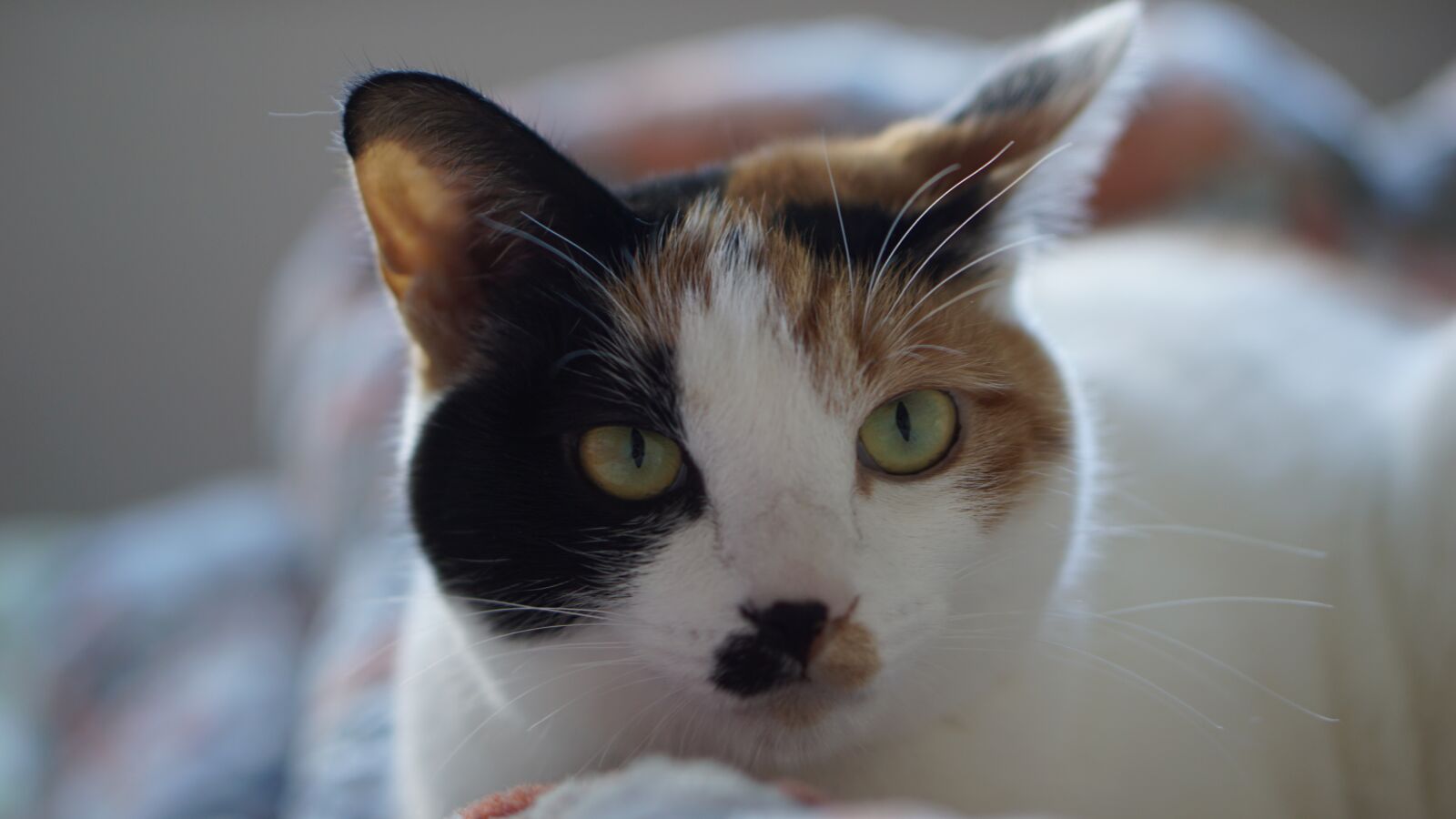 E 50mm F1.8 OSS sample photo. Cat, animal, kitty photography