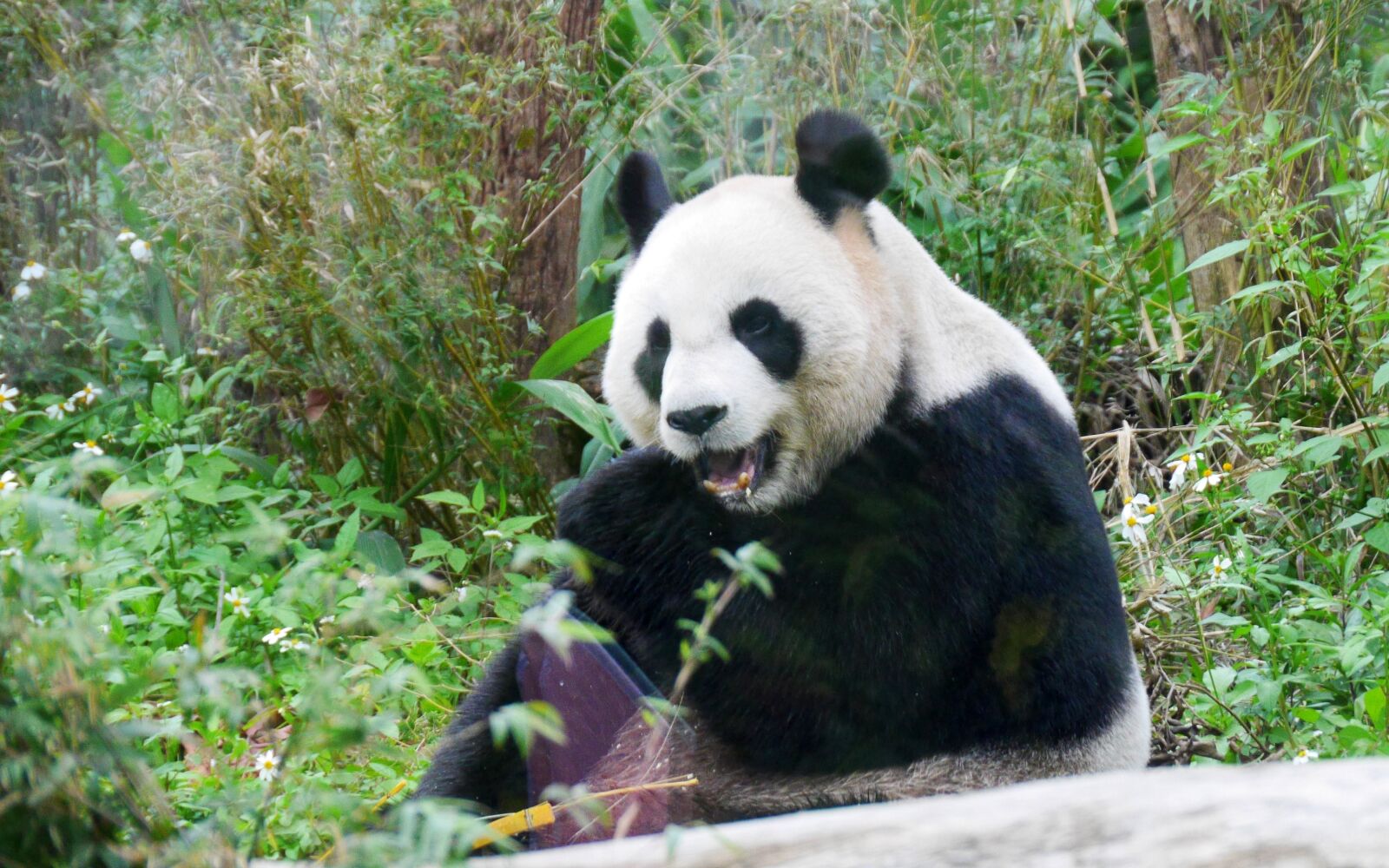 Panasonic Lumix DMC-GH3 sample photo. Panda, zoo photography