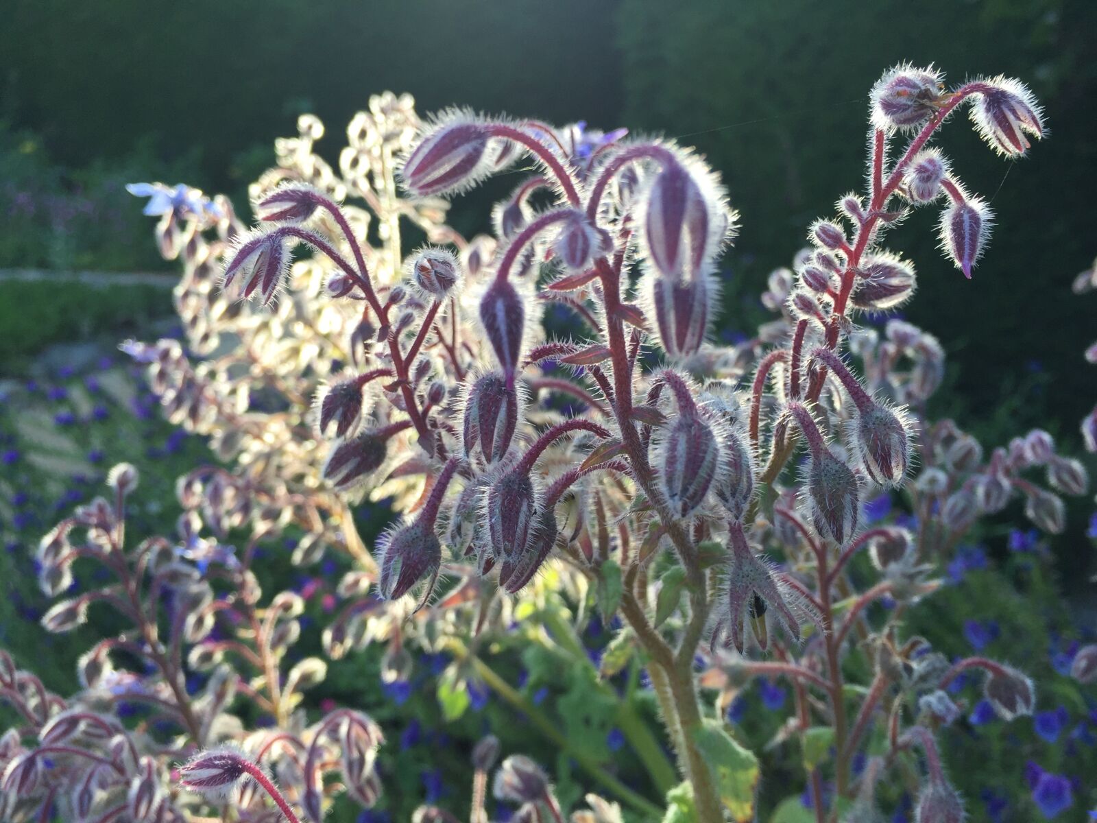 iPhone 6 Plus back camera 4.15mm f/2.2 sample photo. Borage flower, borage blooms photography