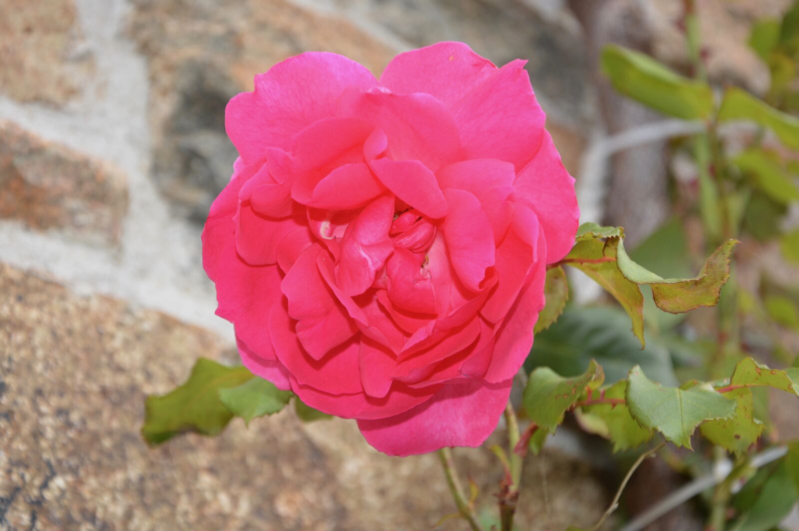 Nikon D5200 sample photo. Pink flower, rosebush, garden photography