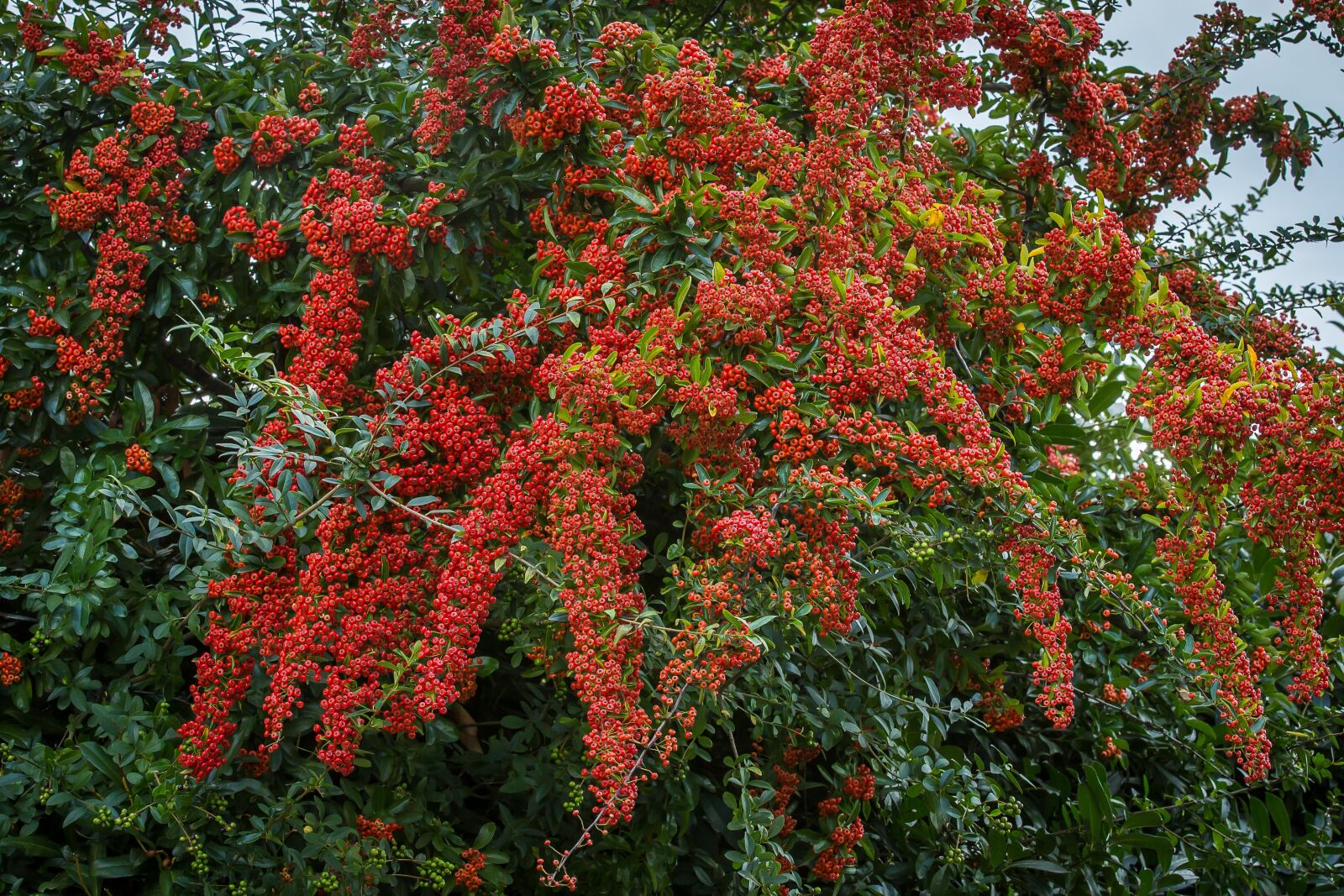 Canon EOS 5D Mark III sample photo. Sea buckthorn, schlehe, bush photography