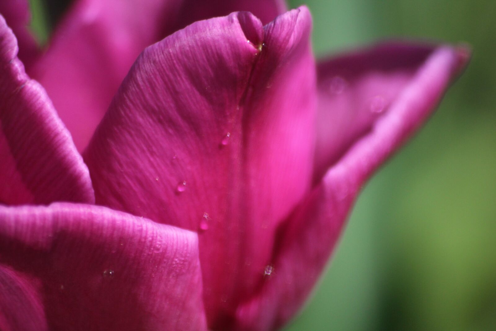 Canon EOS 1200D (EOS Rebel T5 / EOS Kiss X70 / EOS Hi) sample photo. Spring, tulips, nature photography