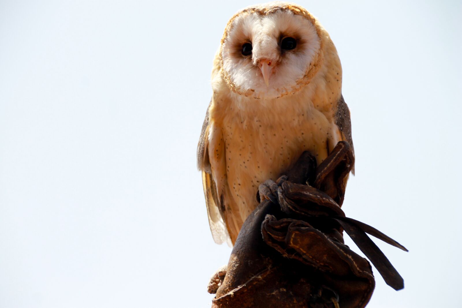 Canon EOS 1100D (EOS Rebel T3 / EOS Kiss X50) sample photo. Owl, zoo, elegant photography