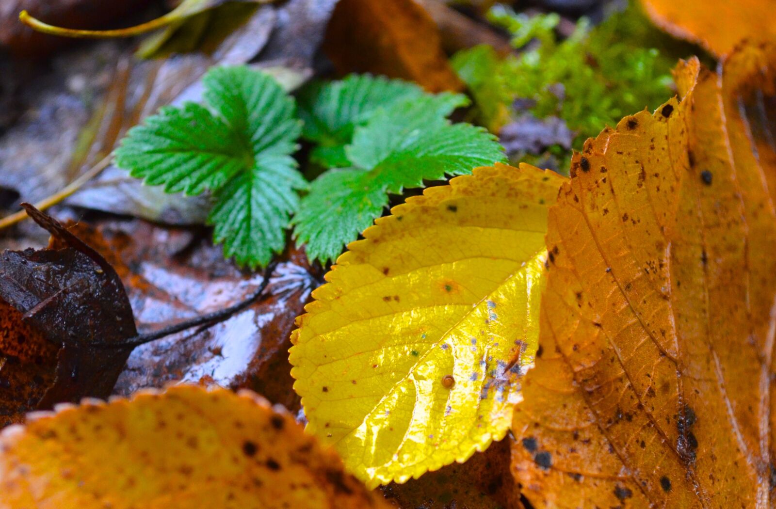Nikon D5100 sample photo. Leaves, autumn, nature photography