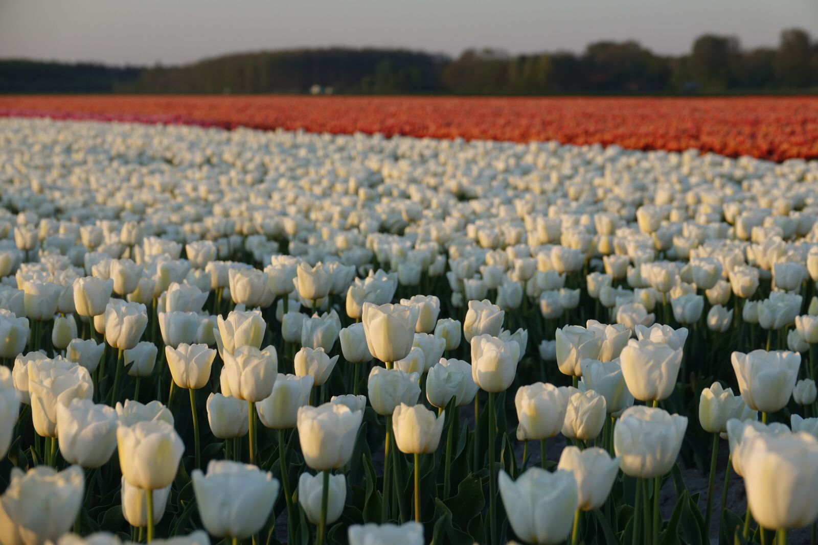 Sony Cyber-shot DSC-RX10 III sample photo. Tulips, tulip field, white photography