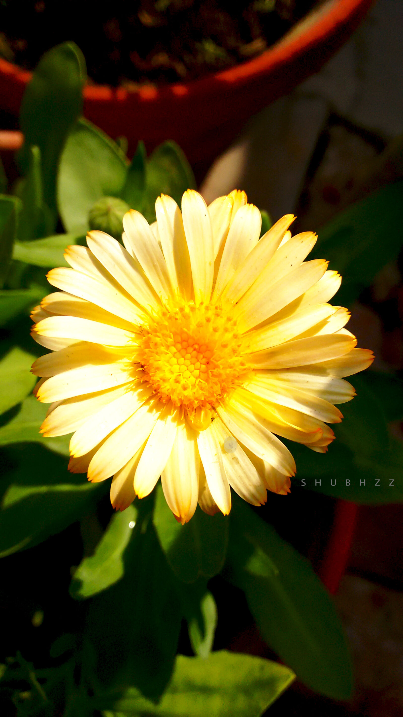 Motorola Moto G (2nd Gen) sample photo. Beautiful, flowers, blossoming, golden photography