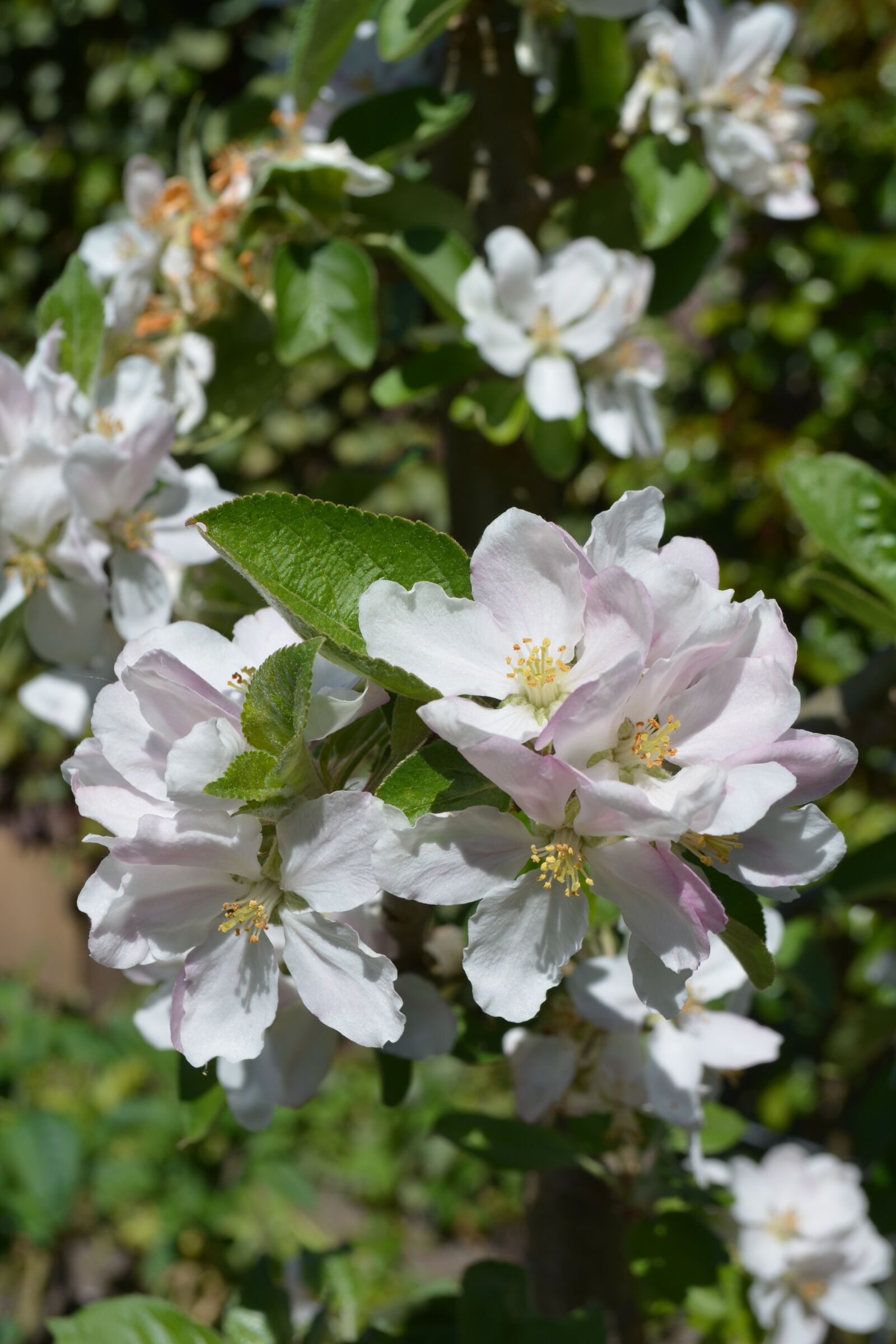 Nikon D5200 sample photo. Flowers, apple tree, apple photography