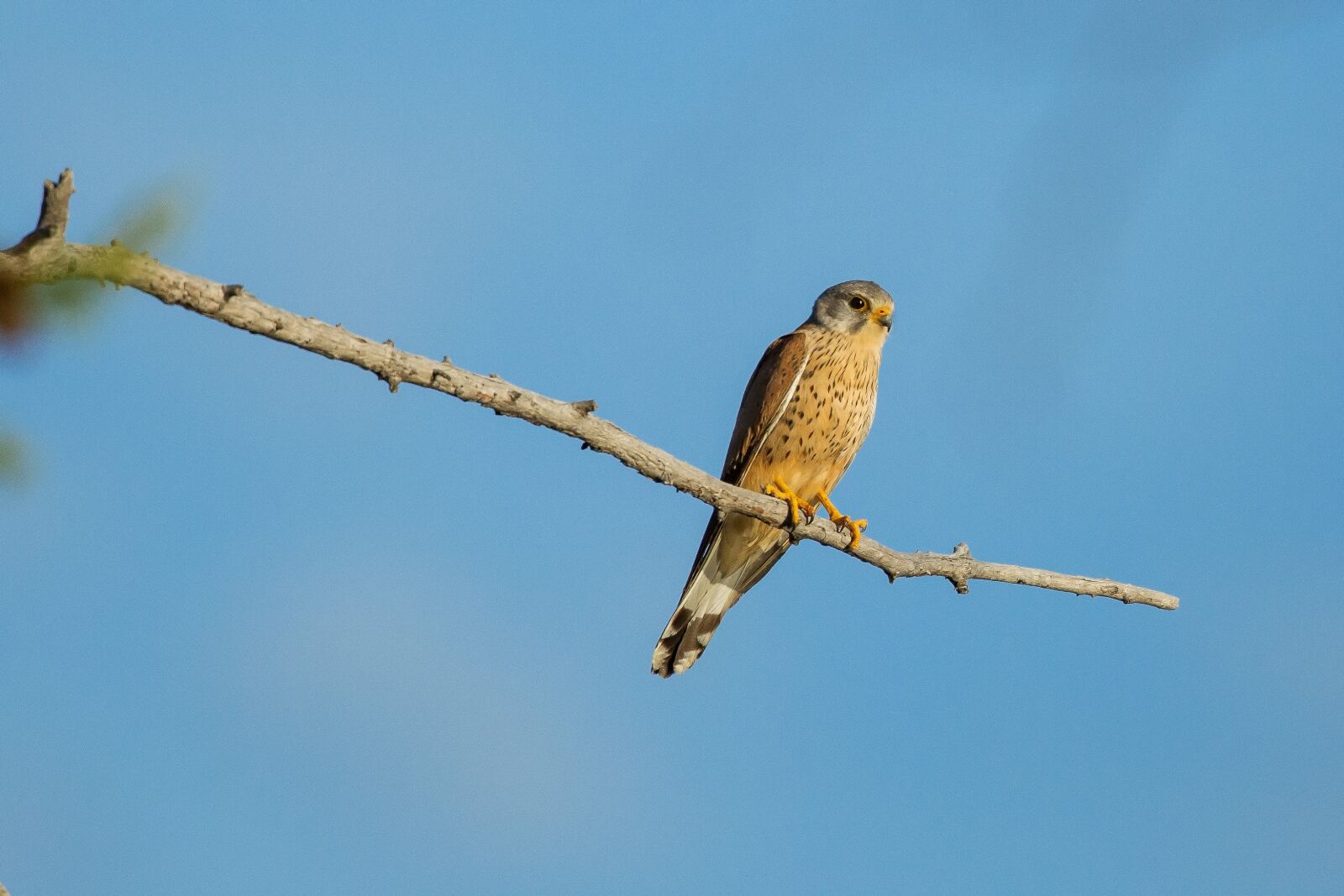 Canon EOS 5D Mark III sample photo. Birds of prey, kestrel photography
