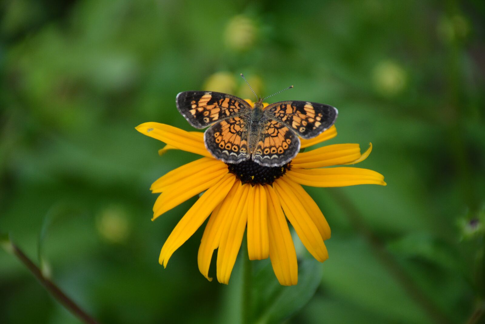 Nikon D7100 sample photo. Butterfly, flower, yellow flower photography