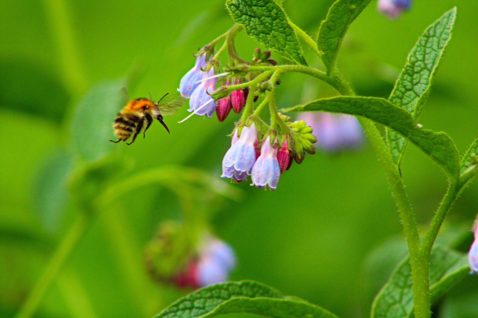 Canon EOS 2000D (EOS Rebel T7 / EOS Kiss X90 / EOS 1500D) sample photo. Hummel, flower, insect photography