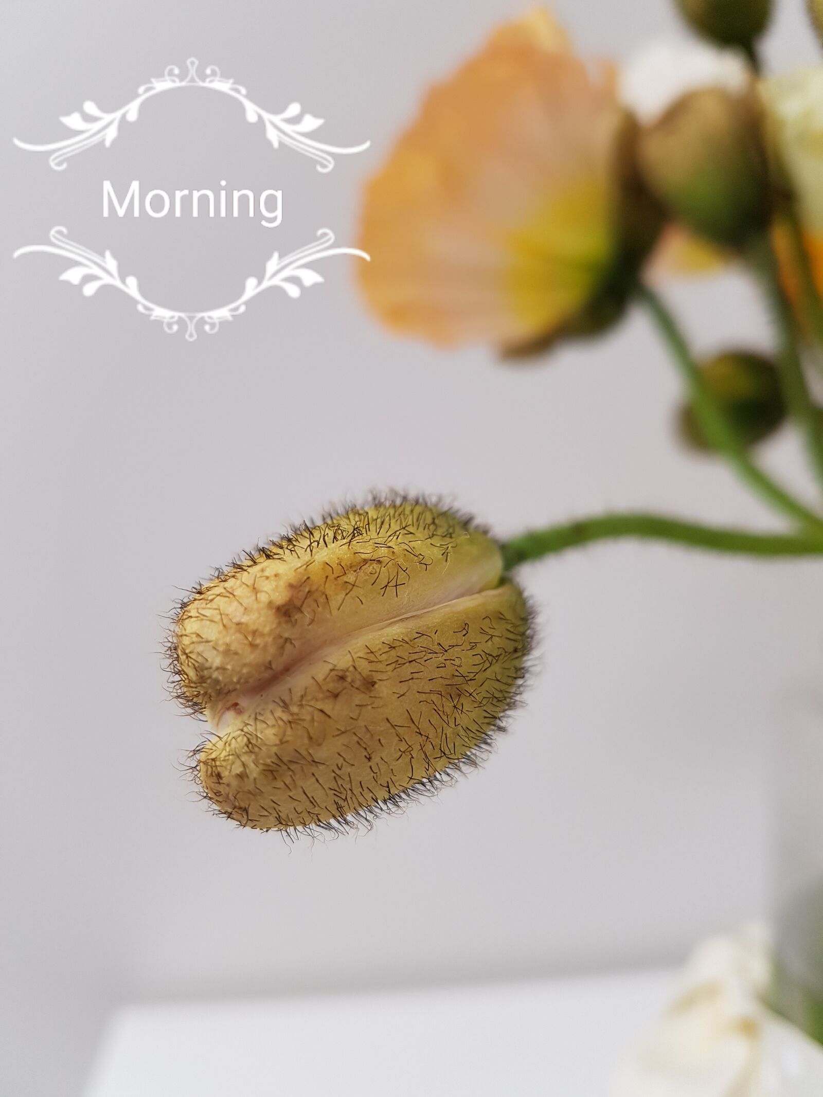 Samsung Galaxy S7 sample photo. Poppy, morning, flower photography