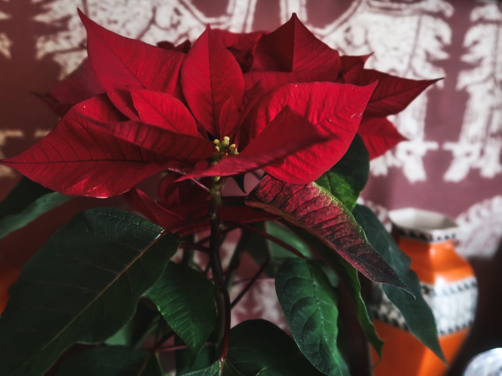 Canon PowerShot G7 X Mark II sample photo. Christmas, plant, poinsettia photography