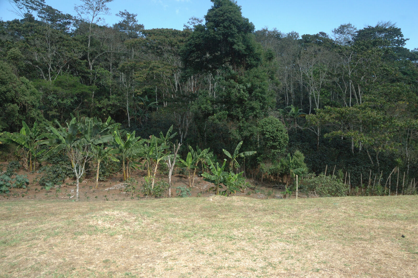 Nikon D70 sample photo. Banana, trees, coffee, plantation photography