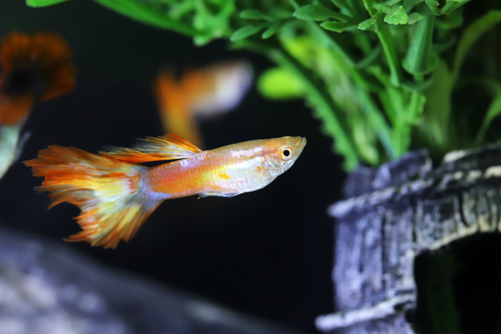 Canon EOS 6D Mark II sample photo. Goofy, tropical fish, fish photography