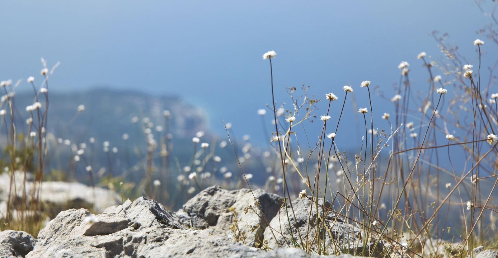 Nikon D7200 sample photo. Flowers, rock, sea photography