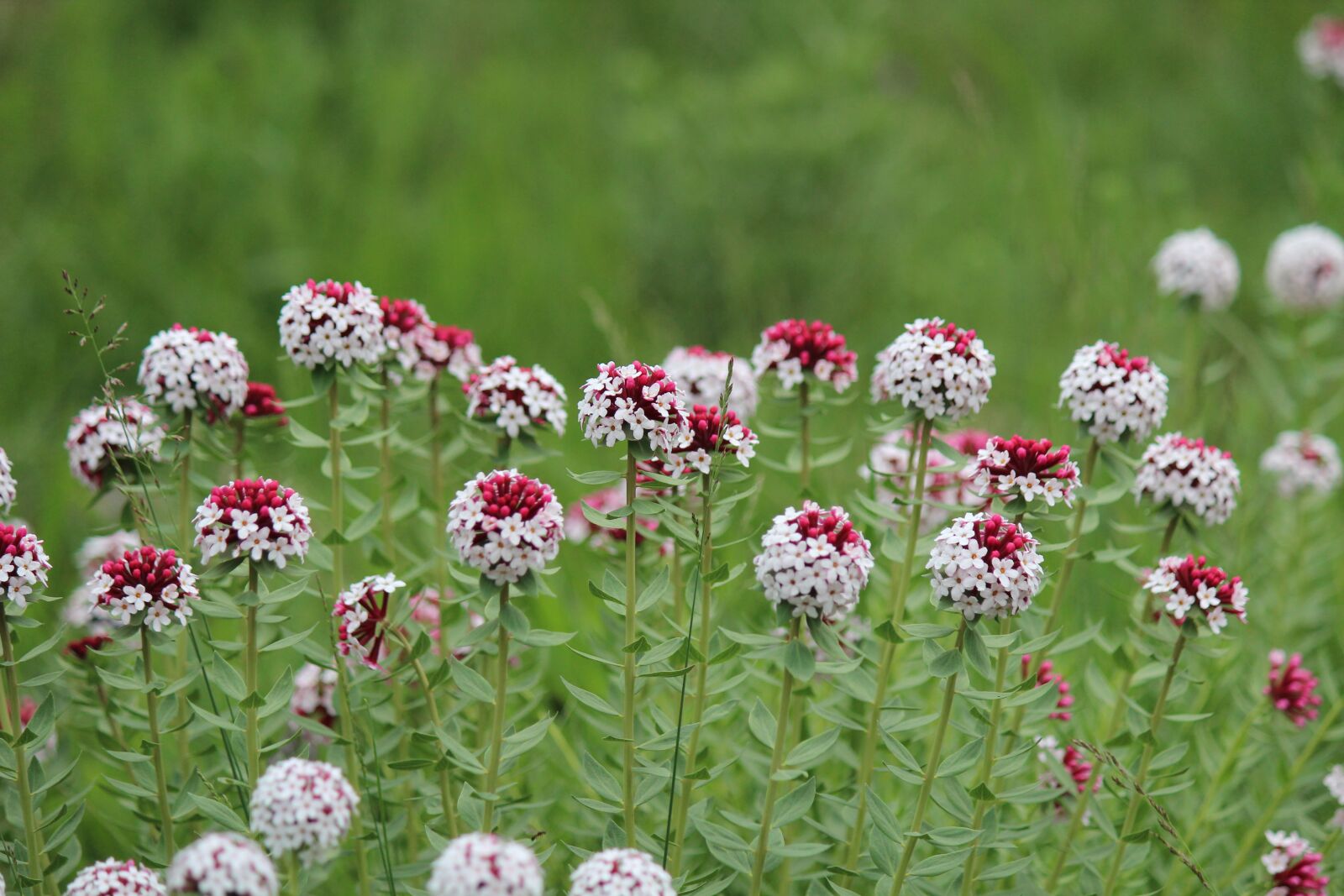 Canon EOS 600D (Rebel EOS T3i / EOS Kiss X5) sample photo. The wolf poison flowers photography