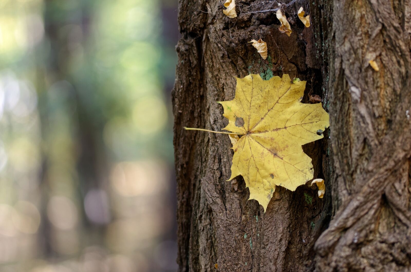 Nikon D5100 sample photo. Leaf, yellow, leaves photography