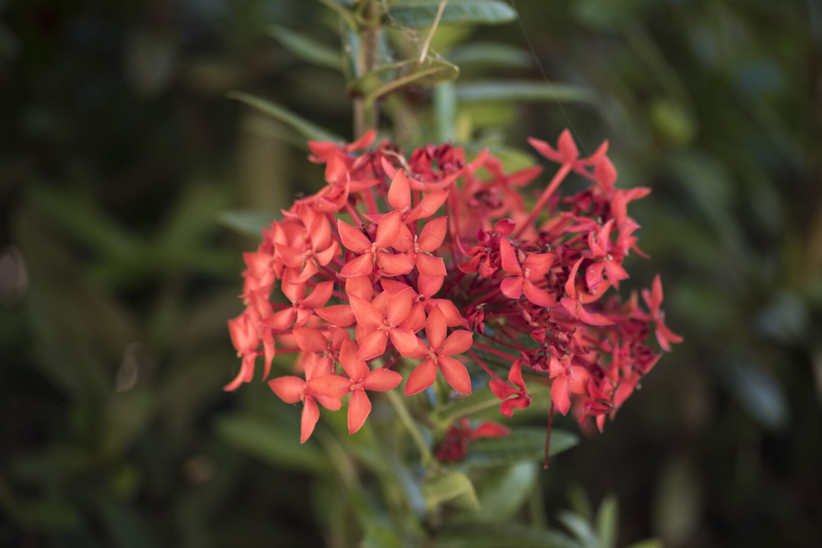 Nikon D5500 sample photo. Flowers, samoa, tropical photography