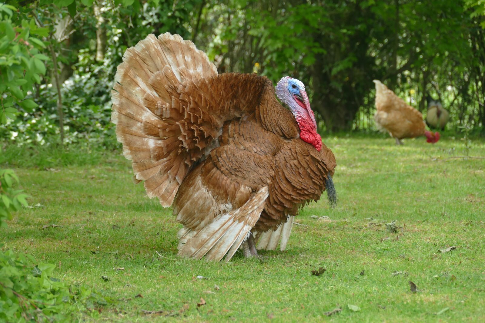 Panasonic Lumix DMC-FZ1000 sample photo. Turkey of the ardennes photography