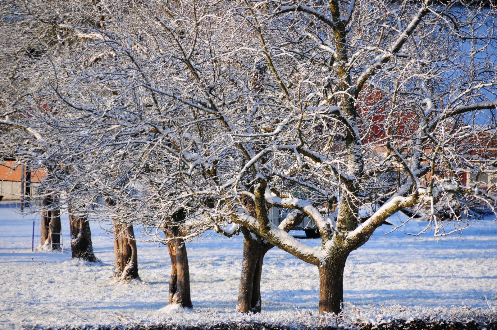 Nikon D300 sample photo. Winter, trees, wintry photography