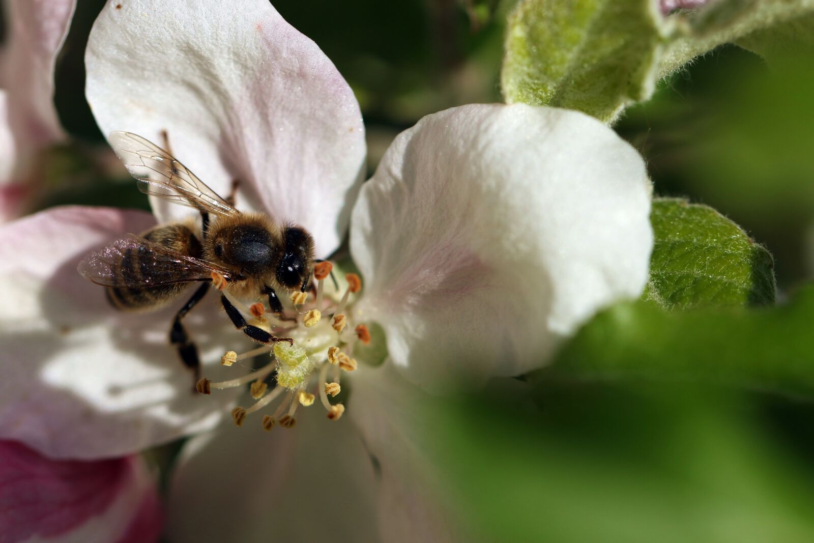 Canon EOS 7D Mark II sample photo. Bee, pollination, wings photography