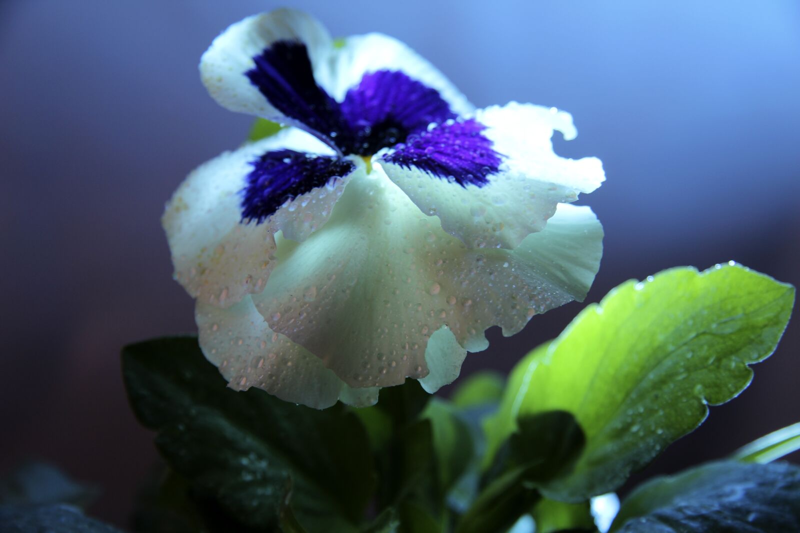 Canon EF-S 17-85mm F4-5.6 IS USM sample photo. Green, flowers, flora photography