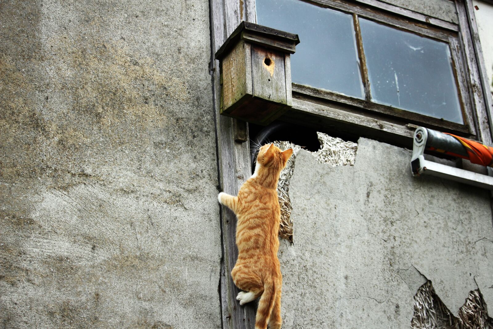 Canon EOS 100D (EOS Rebel SL1 / EOS Kiss X7) sample photo. Cat, kitten, aviary photography