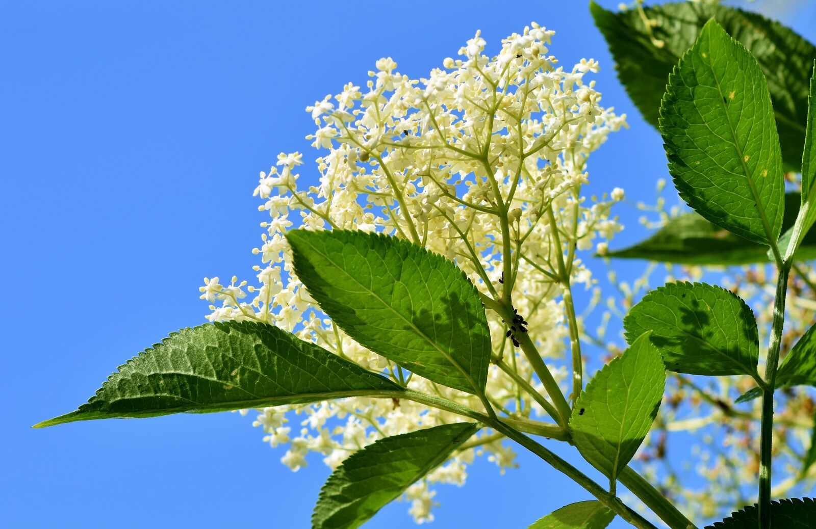Nikon D7200 sample photo. Elder, elderflower, holder bush photography
