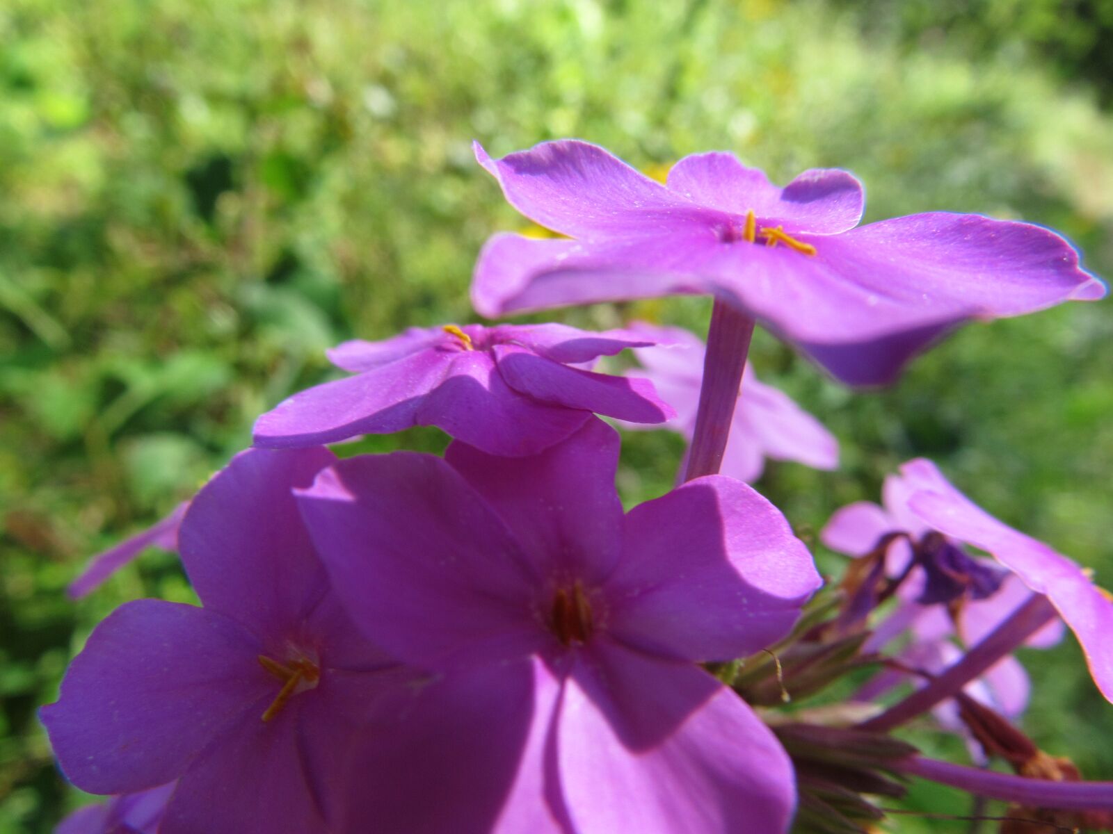 Canon PowerShot SX520 HS sample photo. Wildflower, pink, purple photography