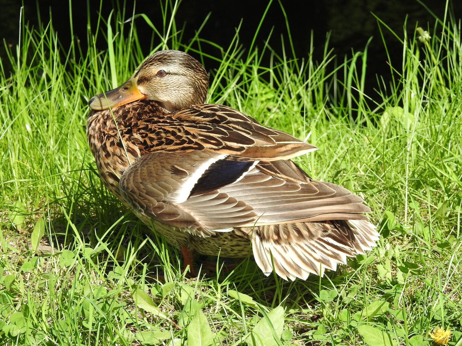 Nikon Coolpix P900 sample photo. Nature, birds, lawn photography